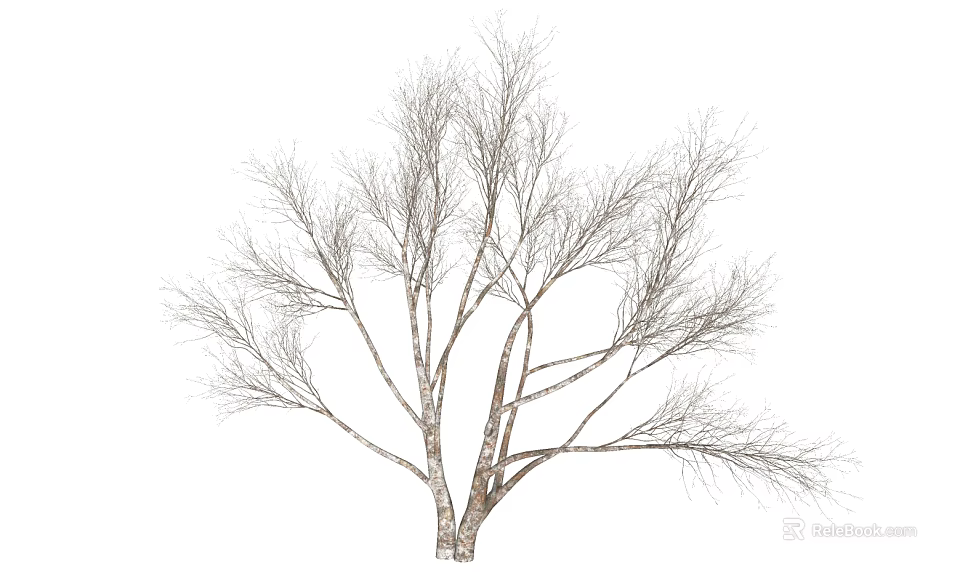 Bare Deciduous Arbor With Slender Branches And Light Colored Trunk In Winter 3d model 