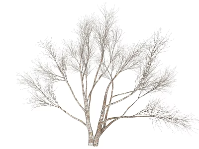 Bare Deciduous Arbor With Slender Branches And Light Colored Trunk In Winter 3d model