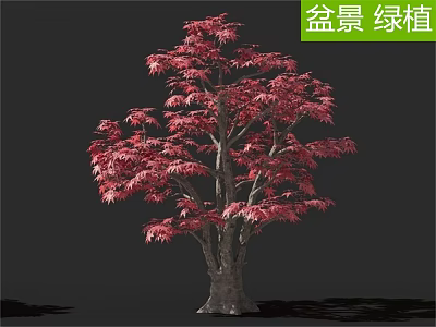 Arbor Bonsai Green Plant with Red Leaves Ornamental Potted Decorative Design 3d model