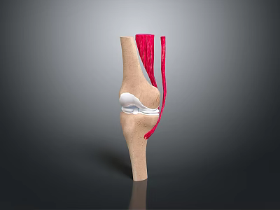 Human Knee Joint Anatomical Structure Showing Bones Muscles and Cartilage Details 3d model