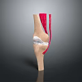 Human Knee Joint Anatomical Structure Showing Bones Muscles and Cartilage Details