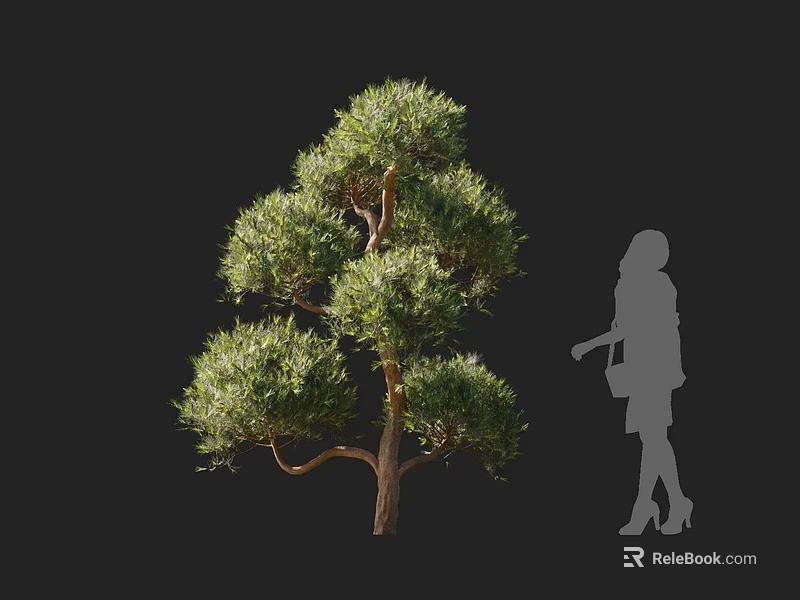 Tall Evergreen Tree With Dense Foliage And Branchy Structure By Human Silhouette 3d model 