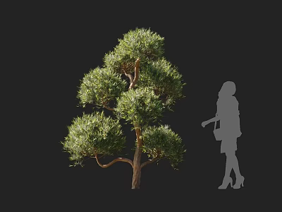 Tall Evergreen Tree With Dense Foliage And Branchy Structure By Human Silhouette 3d model