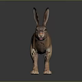 Realistic Brown Hare With Long Ears Standing On Dark Reflective Surface