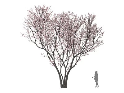 Tall Arbor With Multiple Trunks And Blooming Pink Branches Near Person Silhouette 3d model