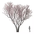 Tall Arbor With Multiple Trunks And Blooming Pink Branches Near Person Silhouette