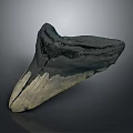 Prehistoric Shark Giant Tooth Fossil With Natural Texture And Ancient Features