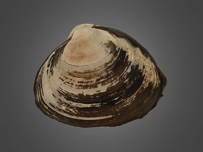 Clam Shell With Brown And White Striped Pattern On Gray Background 3d model