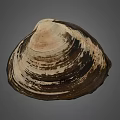 Clam Shell With Brown And White Striped Pattern On Gray Background 3d model