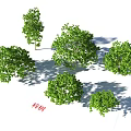 Birch Trees With Lush Green Leaves And Different Sizes Casting Natural Shadows 3d model