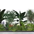 Diverse Garden Flowers and Plants With Large Leaves Purple Blooms and Greenery