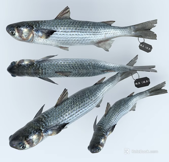 Several Fresh Silver Aquatic Fish Displayed With Identification Tags On White Surface 3d model 