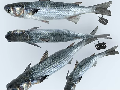 Several Fresh Silver Aquatic Fish Displayed With Identification Tags On White Surface 3d model