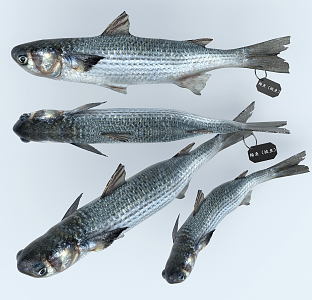 Modern Fish 3d model