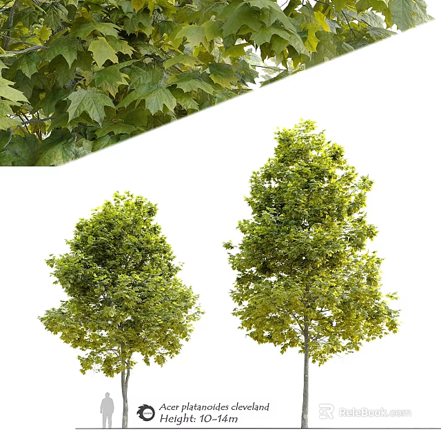 Two Ornamental Garden Trees With Lush Green Foliage For Outdoor Landscaping Design 3d model 