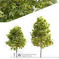 Two Ornamental Garden Trees With Lush Green Foliage For Outdoor Landscaping Design