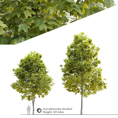 Two Ornamental Garden Trees With Lush Green Foliage For Outdoor Landscaping Design 3d model