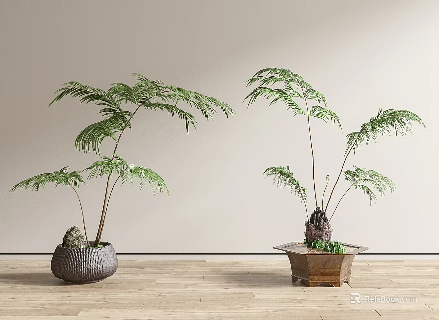 Two Bonsai Plants with Feathery Leaves in Gray Round and Brown Square Pots 3d model 