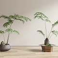 Two Bonsai Plants with Feathery Leaves in Gray Round and Brown Square Pots