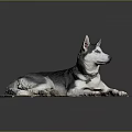 Black and white husky dog lying relaxed on wooden board with collar in studio