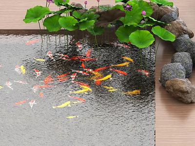 Beautiful Lotus Flowers And Green Leaves With Colorful Goldfish In Pond Water Near Rocks 3d model