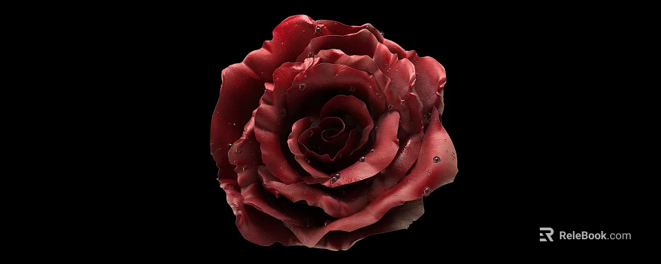 Stunning Dark Red Rose With Dewy Petals Against Black Background 3d model 