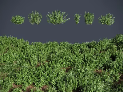 Various Green Herbaceous Plants in Clumped Growth with Lush Foliage and Different Shapes 3d model