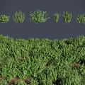 Various Green Herbaceous Plants in Clumped Growth with Lush Foliage and Different Shapes