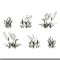 Different Growing Stages of Agricultural Crops With Green Leaves and Seed Heads