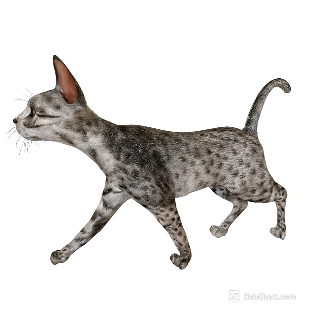 Spotted Gray Reptile Walking On White Background With Curved Tail And Erect Ears 3d model 