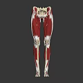 Human Leg Muscular Anatomy 3D Model Showing Detailed Muscle Tissue Structure