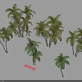 Lush Coconut Trees With Green Fronds And Shadows In Natural Grove