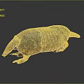 Armadillo Showcasing Detailed Body Structure With Armored Shell On Dark Reflective Surface