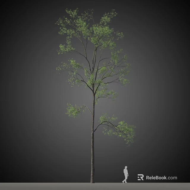 Tall Tree with Green Leaves and Slender Trunk Against Dark Background 3d model 