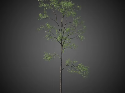 Tall Tree with Green Leaves and Slender Trunk Against Dark Background 3d model