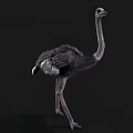 Detailed Gray Feathered Ostrich With Long Neck Standing Against Black Background