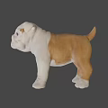 Cute English Bulldog Puppy With White And Brown Coat Standing On Gray Background