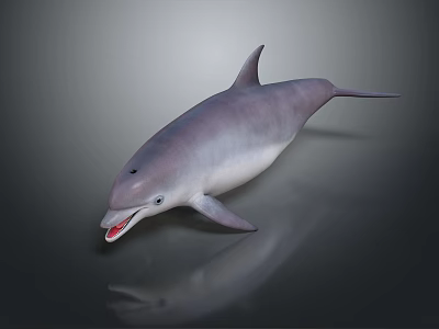 Gray and White Dolphin with Open Mouth on Dark Background and Reflection 3d model