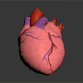 Realistic 3D Human Heart Model With Pink Tissue And Purple Blood Vessels