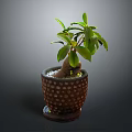 Green Leafy Potted Plant with Bulbous Root in Brown Pot with White Dots