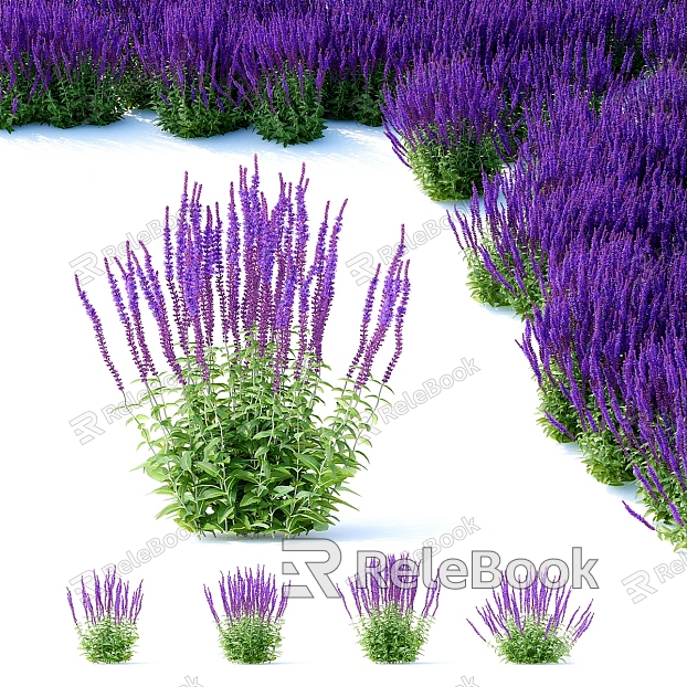 Lavender Flowers Plants Plant Heap model