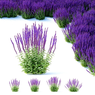 Lavender Flowers Plants Plant Heap 3d model