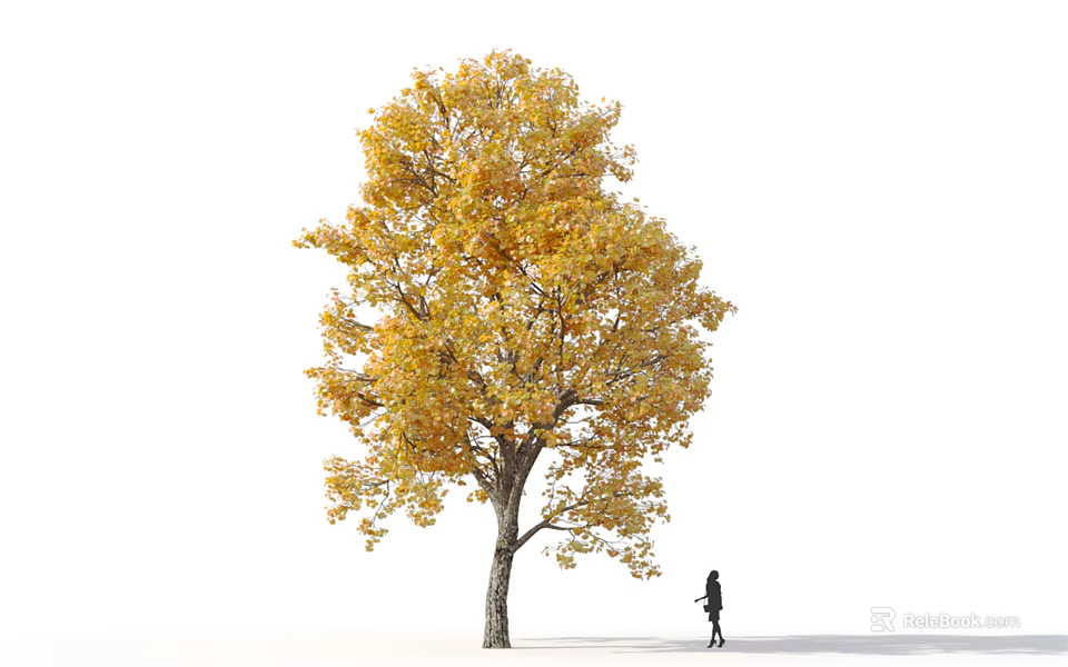 Tall Deciduous Tree With Vibrant Yellow Leaves Standing Alone And A Person Walking Nearby 3d model 