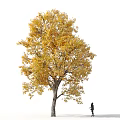 Tall Deciduous Tree With Vibrant Yellow Leaves Standing Alone And A Person Walking Nearby