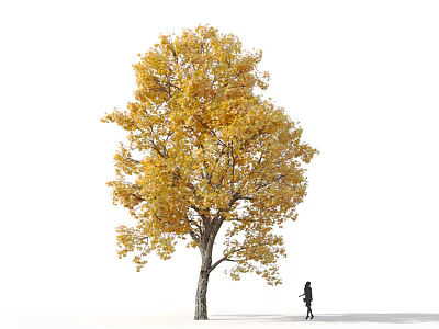 Tall Deciduous Tree With Vibrant Yellow Leaves Standing Alone And A Person Walking Nearby 3d model