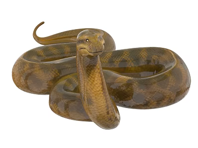 Large Coiled Reptile Snake With Brown Yellow Patterned Body And Elevated Head 3d model Large Coiled Reptile Snake With Brown Yellow Patterned Body And Elevated Head 3d model