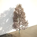 Blooming Arbor Tree With Pink Flowers Against White Wall And Gray Floor