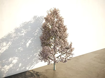 Blooming Arbor Tree With Pink Flowers Against White Wall And Gray Floor 3d model