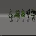 Various Indoor Potted Plants with Lush Green Leaves in White Pots and Metal Stands