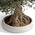Olive Tree Bonsai Potted Plant With Lush Green Leaves And Exposed Roots In White Pot